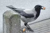 Eine Kr�he ist in die Fotofalle getappt. - 31.03.2013