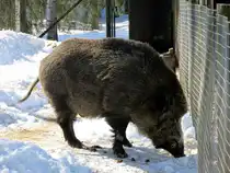 Imposanter Keiler im Tierpark von �ht�ri/ Finnland. 30.03.2013
