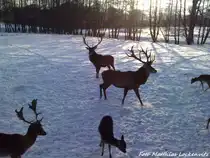 Darmwildgehege im Putbusser Park am 20.12.09