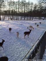 Darmwildgehege im Putbusser Park am 20.12.09