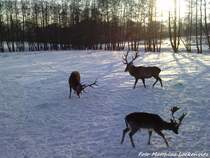 Darmwildgehege im Putbusser Park am 20.12.09