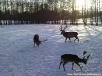 Darmwildgehege im Putbusser Park am 20.12.09