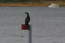Ein Kormoran im Jugendkleid. Storfjorden, 07.10.2009