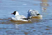 Zwei M�wen baden im eiskalten Ostseewasser. - 03.04.2013