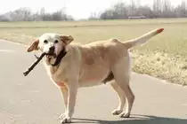 Meine Sunny, nachdem sie mir mein:-)Stock abgenommen hat.M�rz 2013