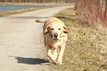 Meine Sunny,beim spazieren gehen am Mittellandkanal.Mrz 2013.