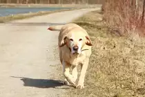 Meine Sunny,beim spazieren gehen am Mittellandkanal.M�rz 2013.