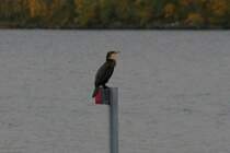 Ein Kormoran im Jugendkleid. Storfjorden, 07.10.2009