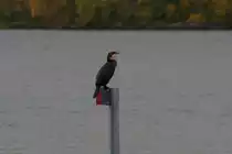 Ein Kormoran im Jugendkleid. Storfjorden, 07.10.2009