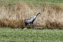 Ein Kranich bei Ratzeburg; 06.04.2013