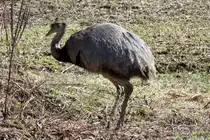 Ein Nandu-Hahn am Waldrand bei Utecht (NWM), 06.04.2013