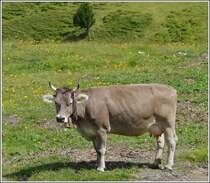 . Dieses Rind lsst sich von dem vorbeifahrenden Zug nicht stren. 30.07.2008 (Hans)