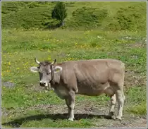 . Dieses Rind l�sst sich von dem vorbeifahrenden Zug nicht st�ren. 30.07.2008 (Hans)