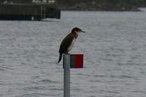 Ein Kormoran im Jugendkleid. Storfjorden, 07.10.2009