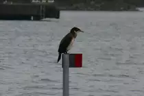Ein Kormoran im Jugendkleid. Storfjorden, 07.10.2009