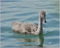. Junger Schwan aufgenommen am Genfersee am 02.08.2008. (Hans)