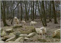 . Polarwlfe aufgenommen im Mrchenpark von Bettembourg. 05.04.2013 (Hans)