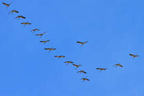 Kraniche im Formationsflug. - 06.04.2013