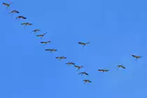 Kraniche im Formationsflug. - 06.04.2013