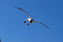 Eine Mwe hat am Strand etwas Interessantes entdeckt und strzt sich drauf. - 06.04.2013