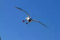 Eine M�we hat am Strand etwas Interessantes entdeckt und st�rzt sich drauf. - 06.04.2013