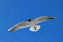 Eine M�we  steht im Wind  und sucht den Strand ab. - 06.04.2013