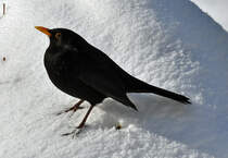 Amsel im Schnee - 13.03.2013