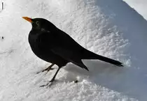 Amsel im Schnee - 13.03.2013