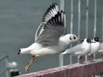 M�we beim Start am Rhein in Remagen - 08.03.2013