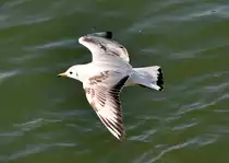 M�we im Tiefflug �ber dem Rhein bei Bonn-Beuel - 04.03.2013