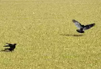 Rabe bei der Landung auf einer Wiese - 06.03.2013