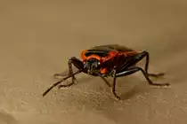 Mit den ersten warmen Tagen kommen die Mini Monster aus ihren Verstecken, hier eine Feuerwanze. - 15.04.2013
