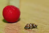 Mit den ersten warmen Tagen kommen die Mini Monster aus ihren Verstecken, hier ein Wollkrautbl�tenk�fer. - 15.04.2013
