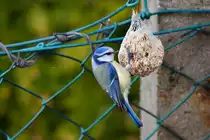 Eine Blaumeise h�ngt (im wahrsten Sinne des Wortes) an ihrem Futter. - 15.04.2013