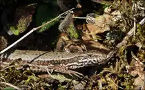 . Fr�hling 2013 - Erstes Sonnenbad f�r die Eidechse am 07.04.2013. (Jeanny)