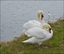 . Fr�hling 2013 - Fr�hlingsgef�hle bei den Schw�nen an der Mosel. 08.04.2013 (Jeanny)