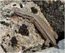 . Fr�hling 2013 - Der Weg nach oben ist beschwerlich. Eine Eidechse versucht am 04.04.2013 ihr Winterquartier zu verlassen. (Jeanny)