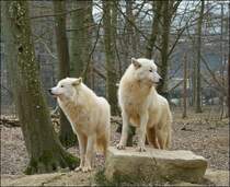 . Frhling 2013 - Wer beobachtet wen? Polarwlfe im Parc Merveilleux von Bettembourg. 05.04.2013 (Jeanny)