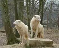 . Fr�hling 2013 - Wer beobachtet wen? Polarw�lfe im Parc Merveilleux von Bettembourg. 05.04.2013 (Jeanny)