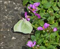 . Frhling 2013 - Der erst Schmetterling in unserem Garten: Ein Zitronenfalterweibchen (Gonepteryx rhamni) beim Nektarnaschen erwischt am 17.04.2013. (Jeanny)