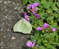 . Fr�hling 2013 - Der erst Schmetterling in unserem Garten: Ein Zitronenfalterweibchen (Gonepteryx rhamni) beim Nektarnaschen erwischt am 17.04.2013. (Jeanny)