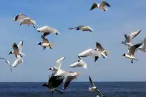 Insel Usedom auf der Seebrücke des Seebad Bansin am 06. April 2013. 
Bei der Fütterung der Möven fällt auch immer wieder etwas für die Krähe ab.  