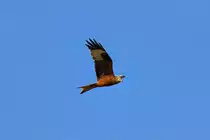 Rotmilan am sp�ten Nachmittag auf der Suche nach Beute. - 21.04.2013