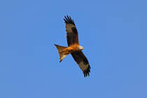 Rotmilan am spten Nachmittag auf der Suche nach Beute. - 21.04.2013