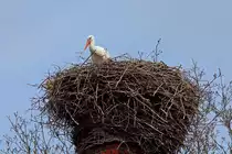 Ein Storch schaut �ber seinen Nestrand.- 18.04.2013