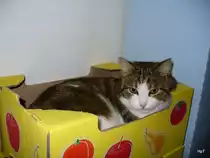 Stubentieger Filu am 14.0208