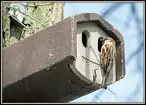 Haussperling bringt f�r das Weibchen das auf den Eiern sitzt Futter