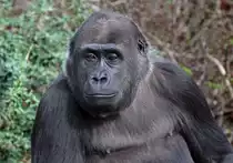 Flachlandgorilla