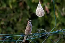 F�r Meisenfutter macht auch ein Spatz einen langen Hals. - 25.04.2013