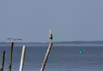 Ein Graureiher steht auf einer Reusenstange am M�nkebuder Hafen. - 17.04.2013